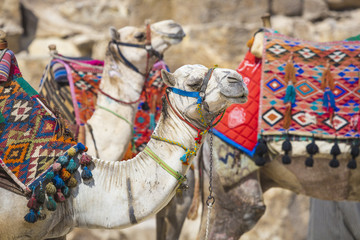 Bedouin camels rest near the Pyramids, Cairo, Egypt
