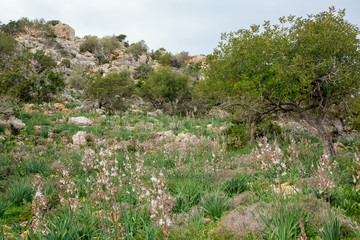 Nature of cyprus