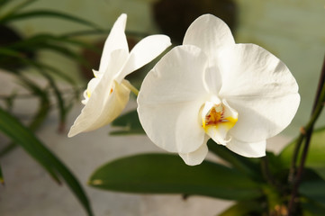 Fototapeta na wymiar White orchid flowers with green