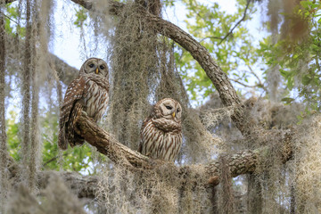 BARRED OWL