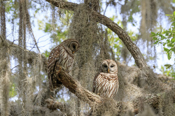 BARRED OWL