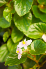 Pink begonia green foliage and pink flowers