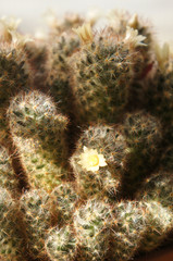 Fototapeta premium Mammillaria prolifera green cactus plant