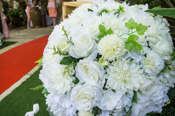 Bloom white rose close up