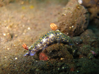 Meeresschnecke
