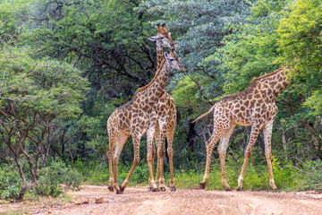 southern giraffe (Giraffa giraffa)