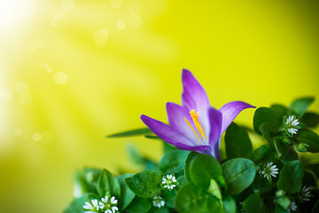 Bunch of flowers with crocuses