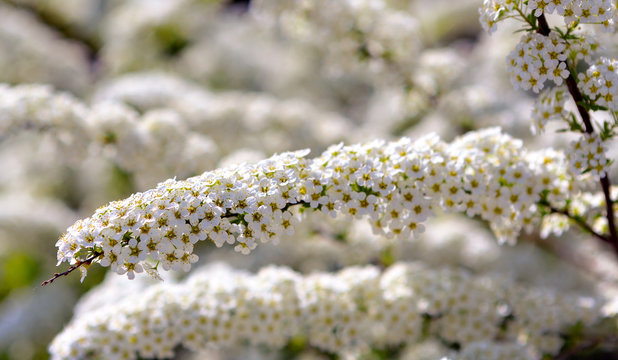 Fototapeta Flourish spiraea gray "Grefsheim"