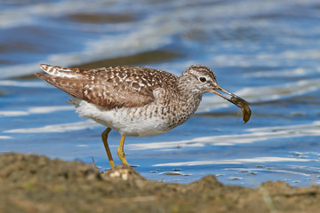 Obraz premium Wood sandpiper (Tringa glareola)