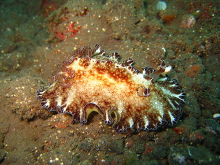 Meeresschnecke