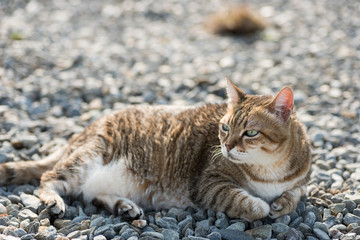 fat tabby cat