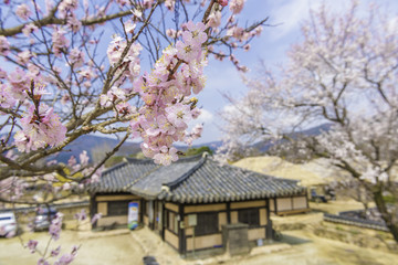 Cherry blossom and old house.