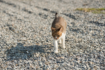 domestic cat walk