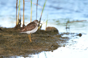 Wood sandpiper (Tringa glareola)