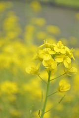 春を感じる菜の花