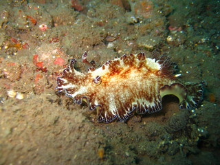 Meeresschnecke