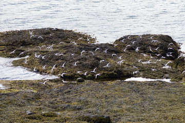 Many white birds in flight at the coastline of Vigur Island, Iceland