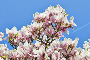 Bel arbre et fleurs de Magnolia à Pâques