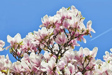 Crédence de cuisine en verre imprimé Magnolia Bel arbre et fleurs de Magnolia à Pâques