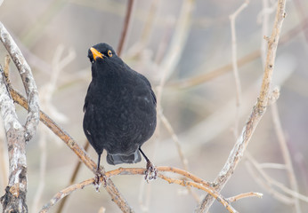 Blackbird