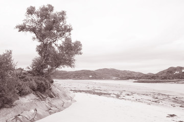 Tree at Morar Bay Beach, Scotland in Black and White Sepia Tone