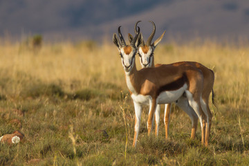 Naklejka na ściany i meble Springbok - the prettiest antelope
