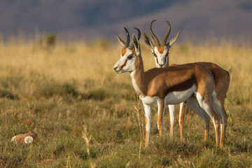 Springbok - the prettiest antelope