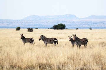 Fototapeta na wymiar Out of Africa Zebra scene