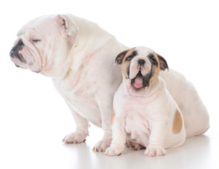 mother and son bulldog on white background