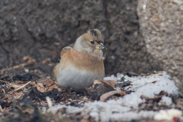 Brambling (Fringilla montifringilla)