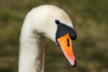 Head of swan.