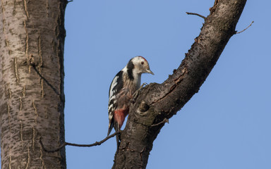 Middle spotted woodpecker, Dendrocopos medius