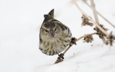 Siskin