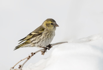 Siskin