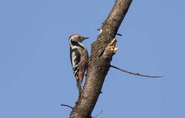 Middle spotted woodpecker, Dendrocopos medius