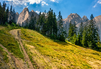 Spruce forest on a hill in High Tatras