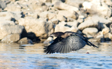 Pygmy cormorant