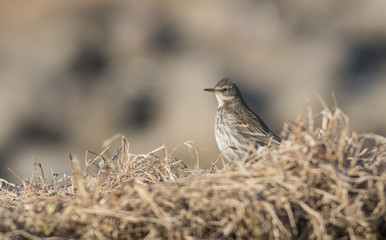 Water pipit