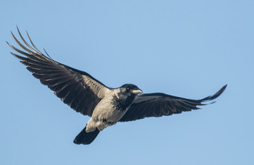 Carrion crow