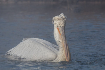 Dalmatian pelican