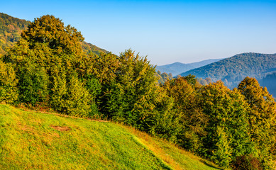 forest in orange foliage on sunny autumn day