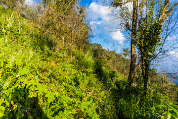 Mountain peak landscape green grass