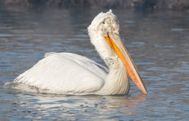 Dalmatian pelican