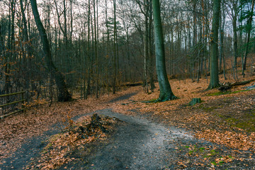 Track through an autumn forest