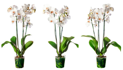 Fototapeta na wymiar Set of indoor plants in flowerpots