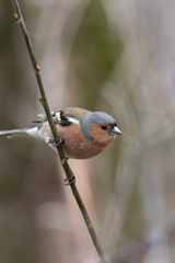 Common chaffinch on a small branch vertical image