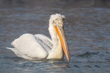 Dalmatian pelican