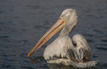 Dalmatian pelican