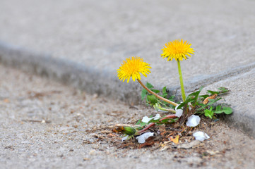 Naklejka premium Kwiat mniszka lekarskiego rosnący między asfaltem a krawężnikami. Natura przeciwko człowiekowi