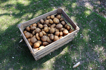 Eine Kiste mit Kartoffeln zum Kartoffellegen auf einem Bauernhof im Oderbruch in Brandenburg